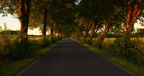 Empty Avenue at Sunset [8K] Stock Footage 204809124