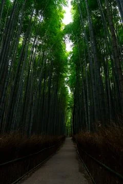 Empty Bamboo Grove Path in Arashiyama, Kyoto, Japan Stock Photos