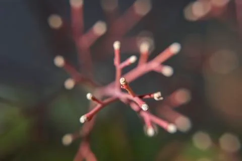 Empty bare twigs macro photo Stock Photos