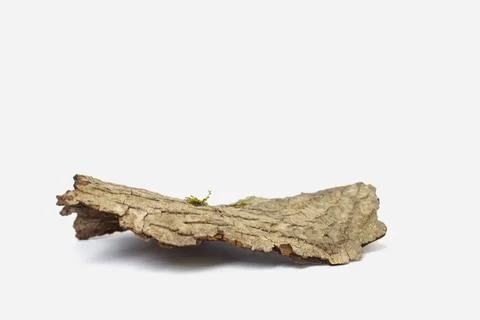 Empty bark of tree podium minimalism on white background. Copy space, place for Stock Photos
