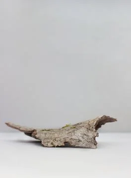 Empty bark of tree podium minimalism on grey background. Copy space, place for Stock Photos