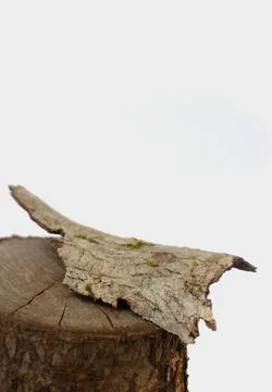 Empty bark of tree podium minimalism on grey background. Copy space, place for Stock Photos
