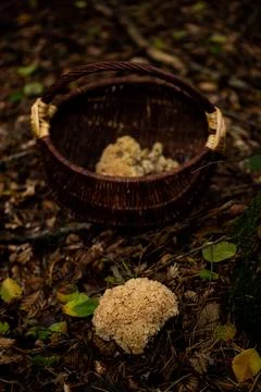 An empty basket filled with different types of mushrooms sits on the ground next Foto stock