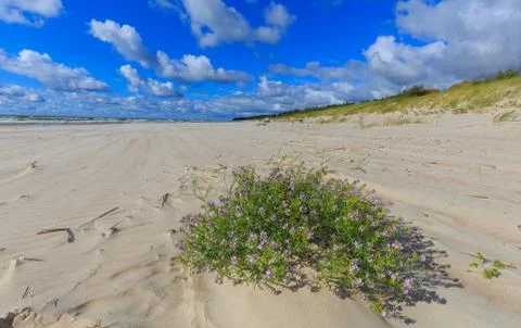 Empty beach and clomp of blue flowers in foreground in summer, Palanga, Lithu Foto stock