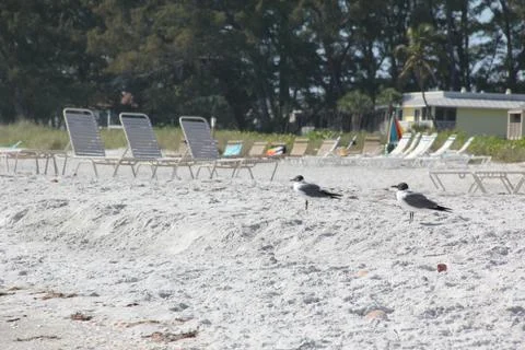 Empty beach chairs with seagulls Stock Photos