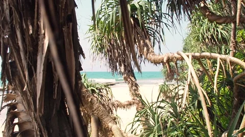 An empty beach with densely growing palm trees on a sunny day Stock Footage 153046081