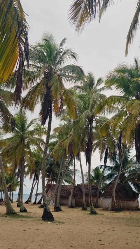 Empty beach huts on Iguana Island in the San Blas Archipelago, Panama, lined by Stock Footage 337969413
