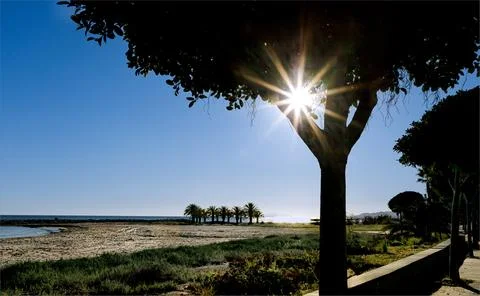 An empty beach looking across the sand with a sunburst through a tree branch Stock Photos