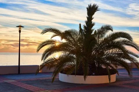 Empty beach with palm tree and lantern Stock Photos