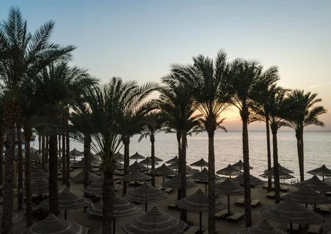 Empty beach with palm trees and umbrellas in egypt sharm el sheikh at sunrise Stock Photos