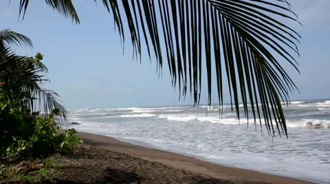 Empty beach with palmtree Stock Footage 41871059