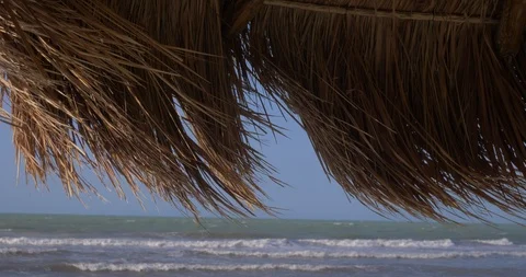 Empty beach with sargasso straw umbrella climate change Stock Footage 118876037