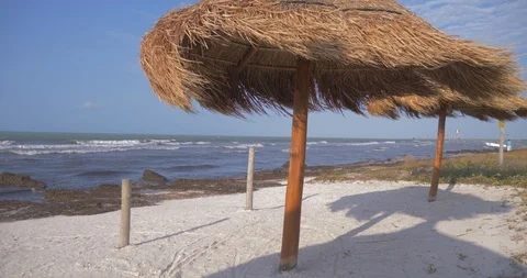 Empty beach with sargasso straw umbrella climate change Stock Footage 118876042