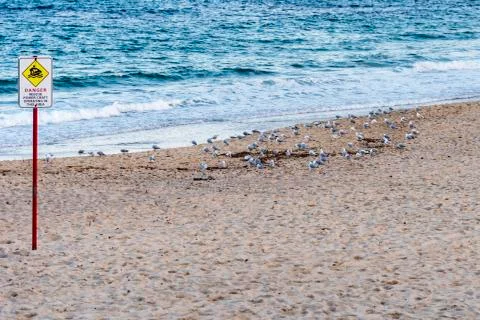 Empty beach, seagulls, calm blue Pacific Ocean with danger sign, daytime. Stock Photos