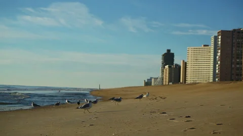 Empty Beach with Seagulls Stock Footage 32707191