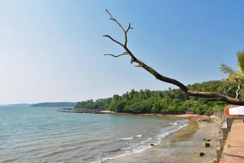 A empty beach with trees beside it ,in Goa Foto stock