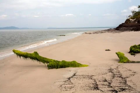 Empty beach with trunks covered with seaweed in the sand Stock Photos