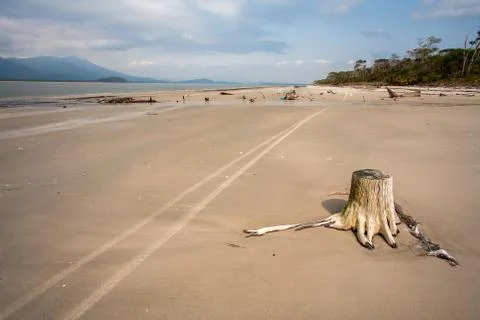 Empty beach with trunks in the sand and weel marks Stock Photos