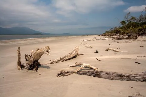Empty beach with trunks in the sand Stock Photos