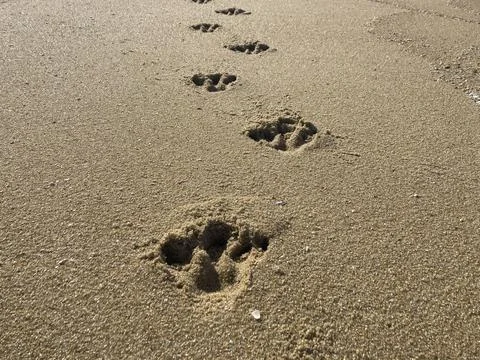 Empty beach view with no people ocean and sea -- foot print, footprint, feet Stock Photos