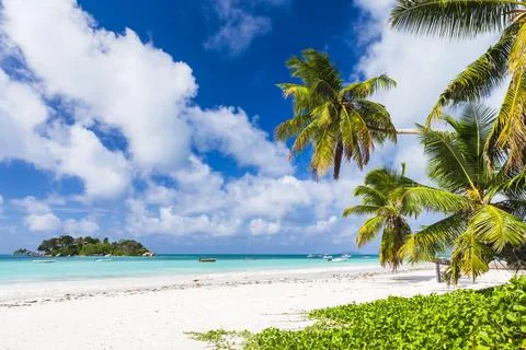 An empty beach view with palm trees and white sand under blue sky Stock Photos