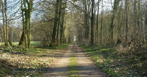 Empty beautiful forest during spring Stock Footage 103826104