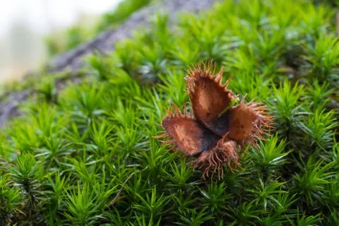 Empty beechnut shell Stock Photos