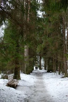 An empty bench along a forest path in winter Stock Photos