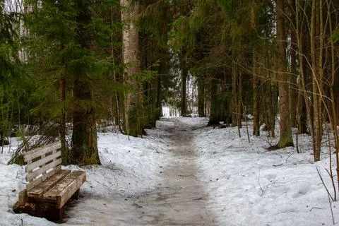 An empty bench along a forest path in winter Stock Photos