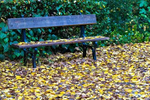 Empty bench in the autumn park Stock Photos
