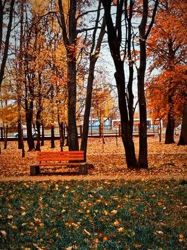Empty bench in autumn park Stock Photos