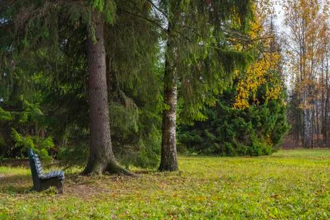 Empty bench in the autumn park under the trees Stock Photos