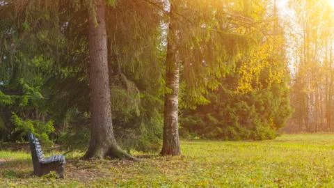 Empty bench in the autumn park under the trees Stock Photos