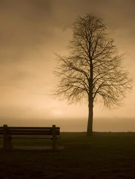Empty Bench Beside Bare Tree at Sunset Stock Photos