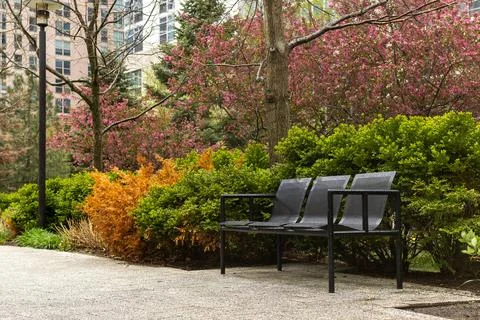 Empty bench in a city park surrounded by blooming flowers and green bushes .. 库存照片