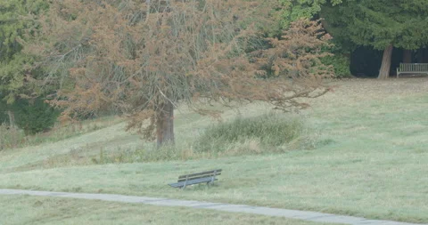 An empty bench by a dying tree in an otherwise green park 스톡 동영상 150373311
