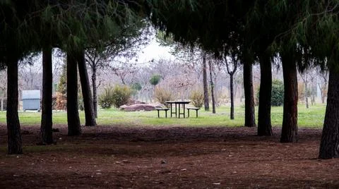 Empty bench in the forest Foto stock