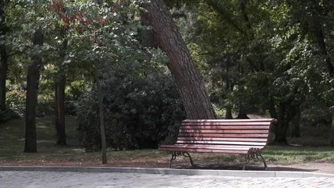 An empty bench in the middle of the park Stock Footage 259221882