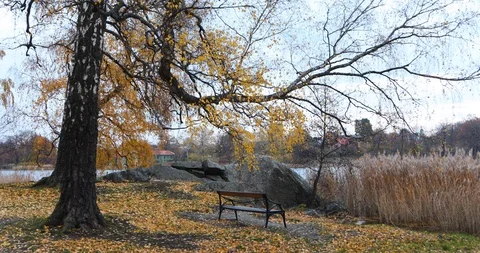 Empty bench in a park with beautiful autumn landscape yellow leaves on ground Stock Footage 126362576