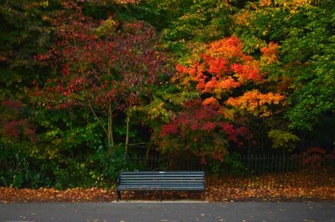Empty bench in a park with colourful trees in the background Stock Photos