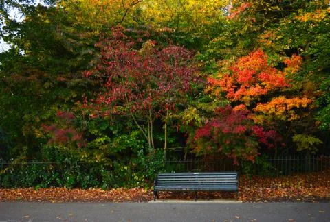Empty bench in a park with colourful trees in the background Stock Photos