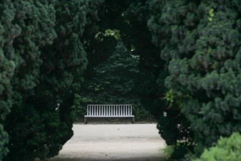 Empty Bench in the Park perspective Stock Photos