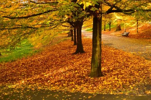 Empty bench in a park surrounded by fallen leaves of yellow and brown Stock Photos