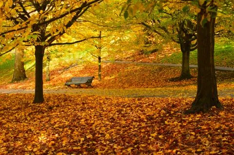 Empty bench in a park surrounded by fallen leaves of yellow and brown Stock Photos