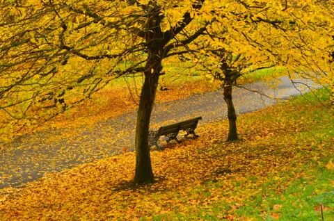 Empty bench in a park surrounded by fallen leaves of yellow and brown Stock Photos