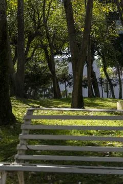 Empty bench in a park with trees in the background on grass sunlight coming in 스톡 사진