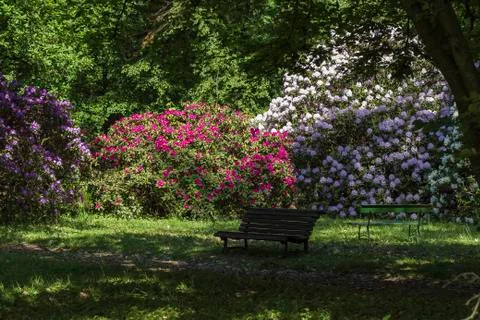 Empty bench in rhododendron park 写真素材