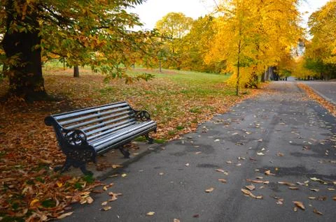 Empty bench on a road side with yellow and brown trees in the background Stock Photos