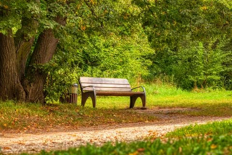 An empty bench stands under the branches of an old tree on a sunny day in ear Stock Photos