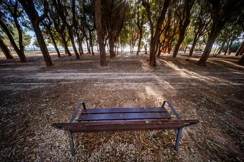 Empty Bench in Sun-Dappled Eucalyptus Grove at Torres Beach Stock Photos